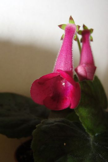 SRG's Melon Delishs - Sinningia-1