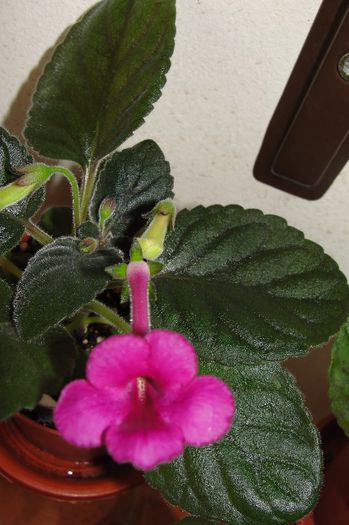 SRG's Wild Cherry - Sinningia-1