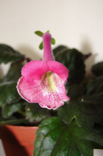 SRG's Dream Pink - Sinningia-1