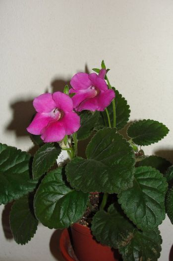 HCYS Lady Lady - Sinningia-1