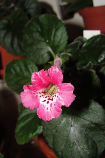 SRG's Red Feather - Sinningia-1