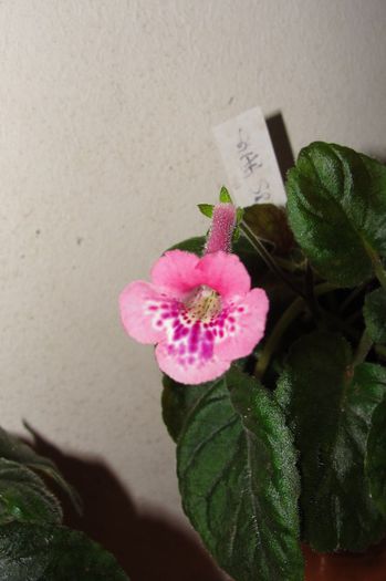 SRG's Pink Diamond - Sinningia-1