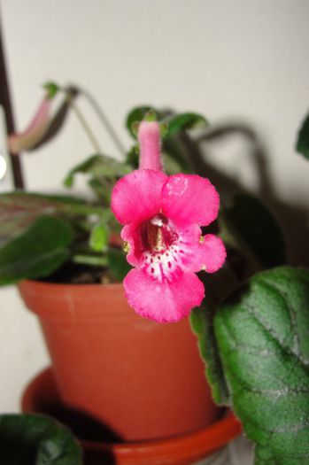 SRG's Fever - Sinningia-1
