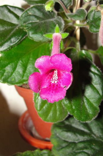 SRG's Cinnamon Bite - Sinningia-1