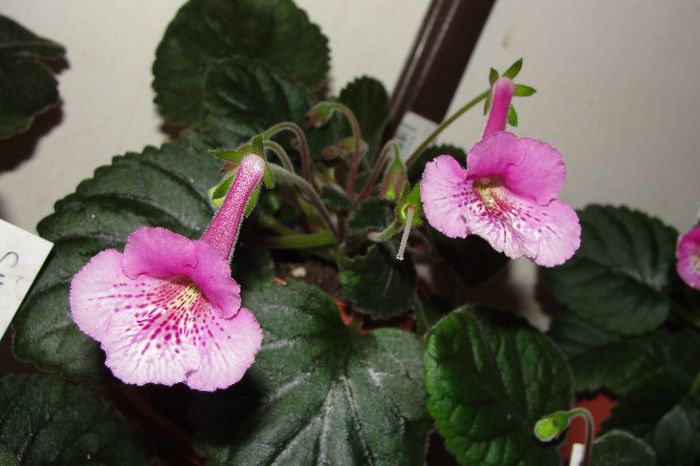 SRG's Icy Vodka - Sinningia-1