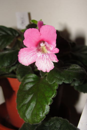 SRG's Dream Pink - Sinningia-1