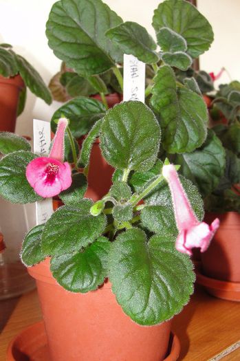 SRG's Pinky Belle - Sinningia-1