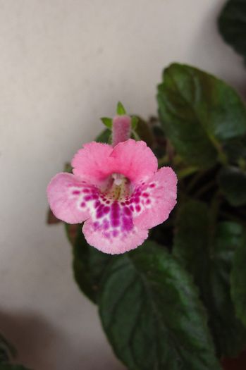 SRG's Pink Diamond - Sinningia-1