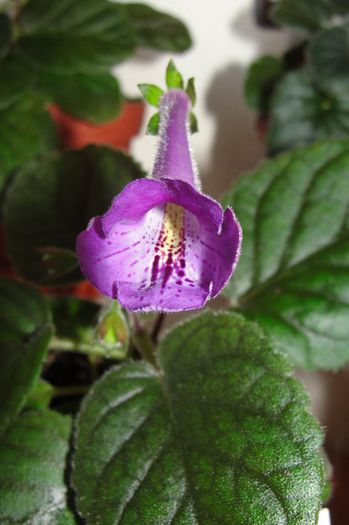 SRG's Blue Eruption - Sinningia-1