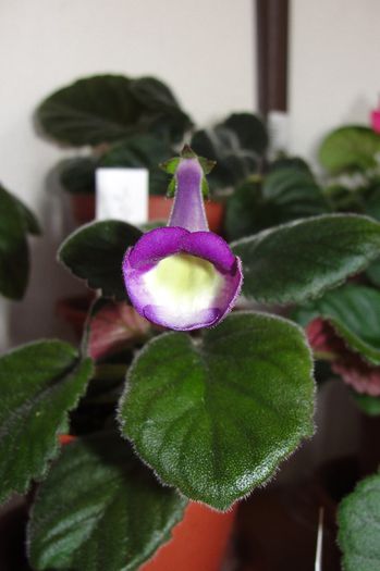 SRG's Blue Chesse - Sinningia-1