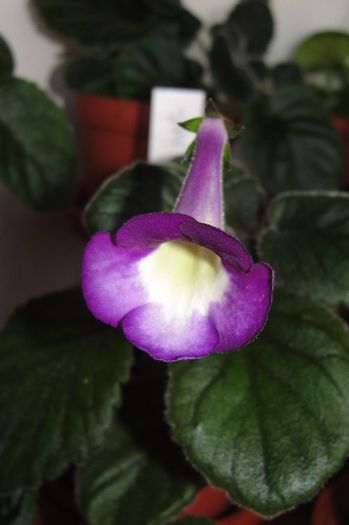  - Sinningia-1