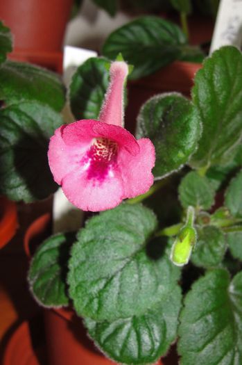 SRG's Pinky Belle - Sinningia-1