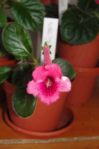 SRG's Rosy Love - Sinningia-1
