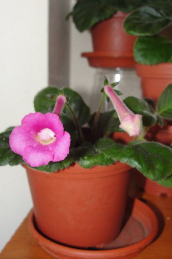 SRGs Pink Wizz - Sinningia-1