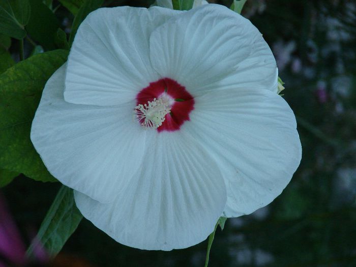 DSC05053 - Hibiscus moscheotus