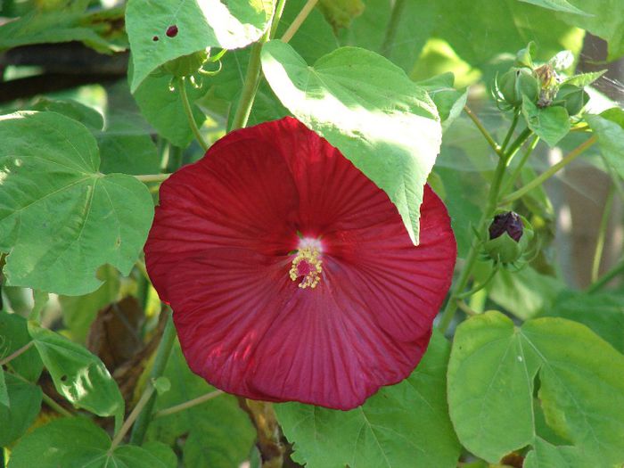 DSC05087 - Hibiscus moscheotus