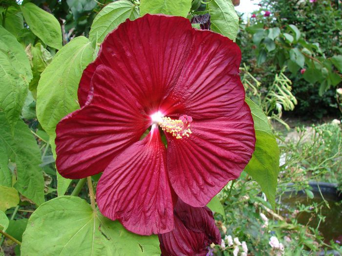 DSC05169 - Hibiscus moscheotus