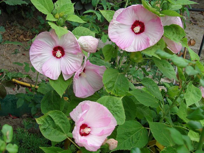 DSC05212 - Hibiscus moscheotus