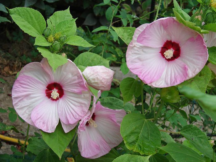 DSC05213 - Hibiscus moscheotus