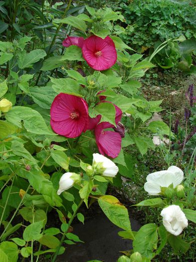 DSC05223 - Hibiscus moscheotus