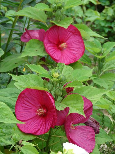 DSC05224 - Hibiscus moscheotus