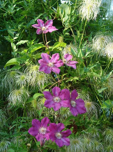 Ernst Markham - Clematis