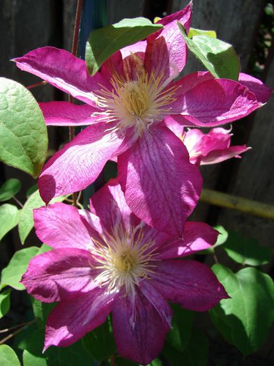 DSC02410 - Clematis