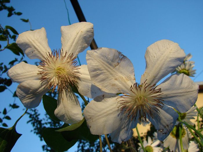 DSC02660 - Clematis