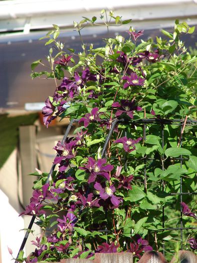 DSC02722 - Clematis
