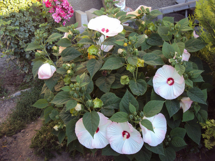 DSC08428 - Hibiscus de gradina