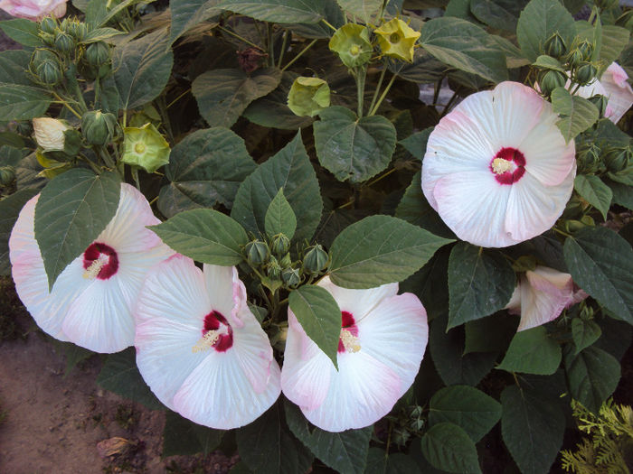 DSC08430 - Hibiscus de gradina