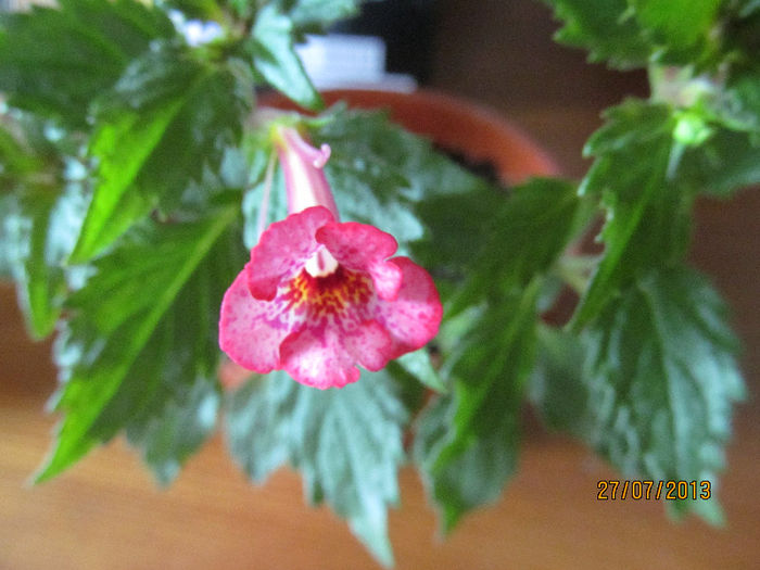 doar...1,5 cm(aprox.)