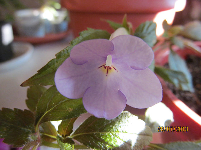 erik blue (de la popescu)