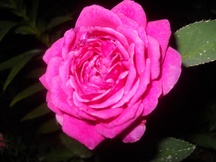 016 - trandafiri ll   2013