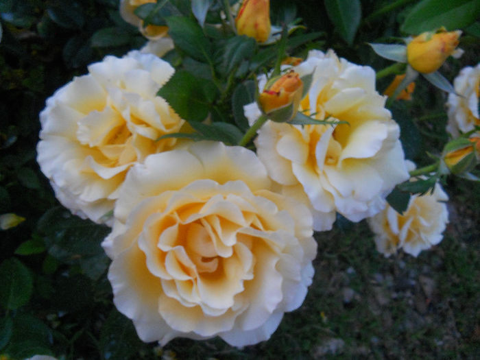 022 - trandafiri ll   2013