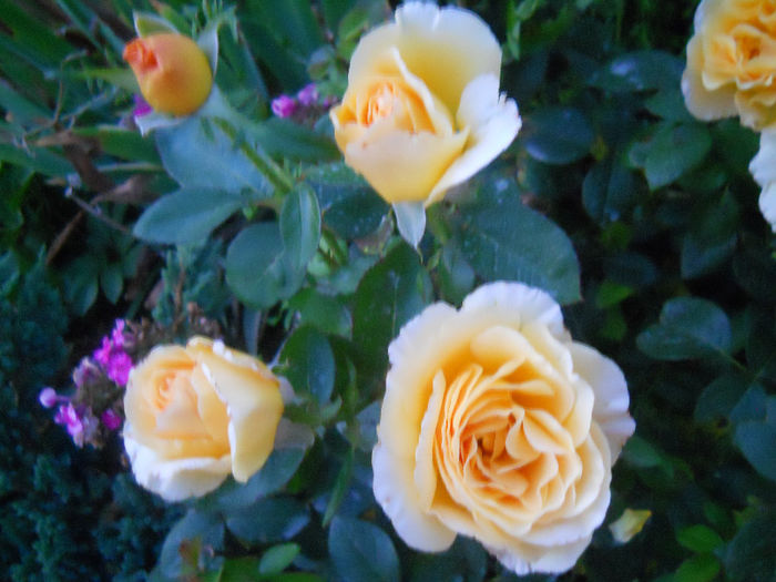 023 - trandafiri ll   2013