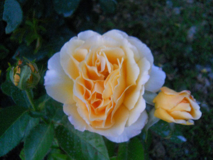 024 - trandafiri ll   2013