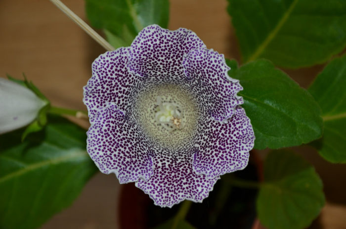 Speciosa Hibrid - Gloxinii 2013