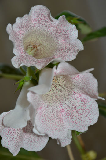 Tigrina Pink - Gloxinii 2013