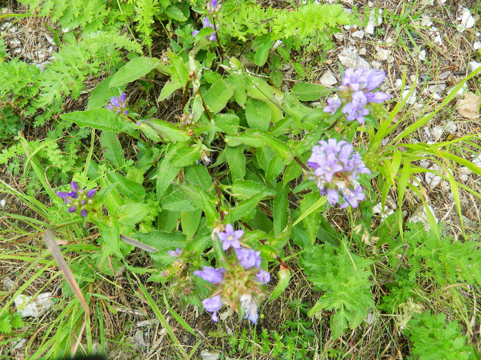 DSCN6297