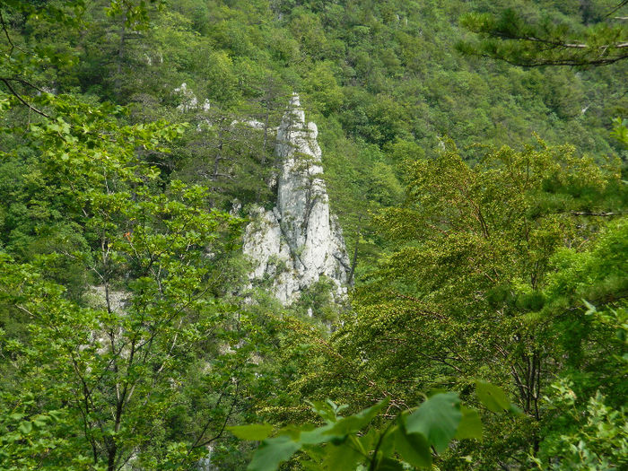 DSCN6333