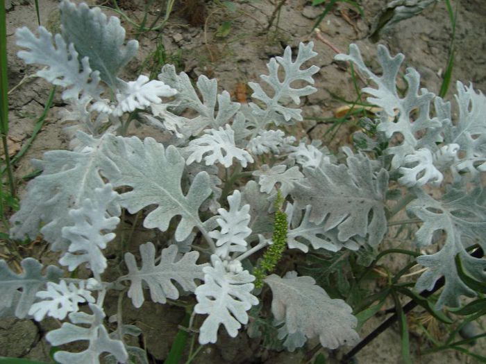 cineraria - Braduti si alte plante verzi