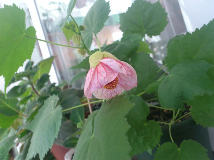 abutilon-4 roz deschis