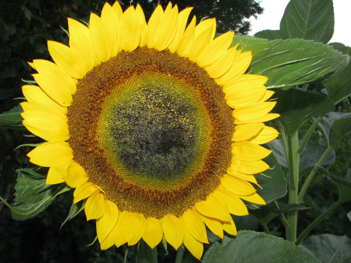 Floarea soarelui ornamentala; Floarea soarelui ornamentala
