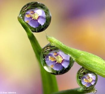 amazing_pictures_of _flowers - V Amazing