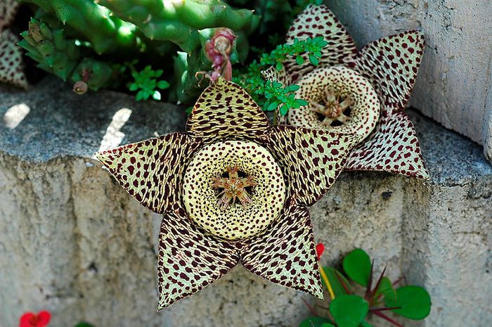 orbea_variegata sectiune
