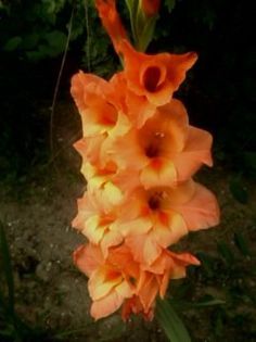 Fotografie0061 - Florilemele2013