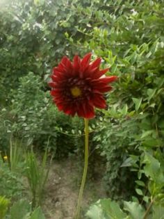 Fotografie0063 - Florilemele2013