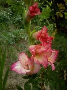 Fotografie0067 - Florilemele2013