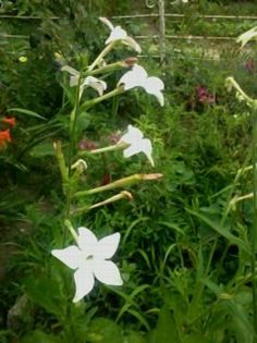 Fotografie0071 - Florilemele2013